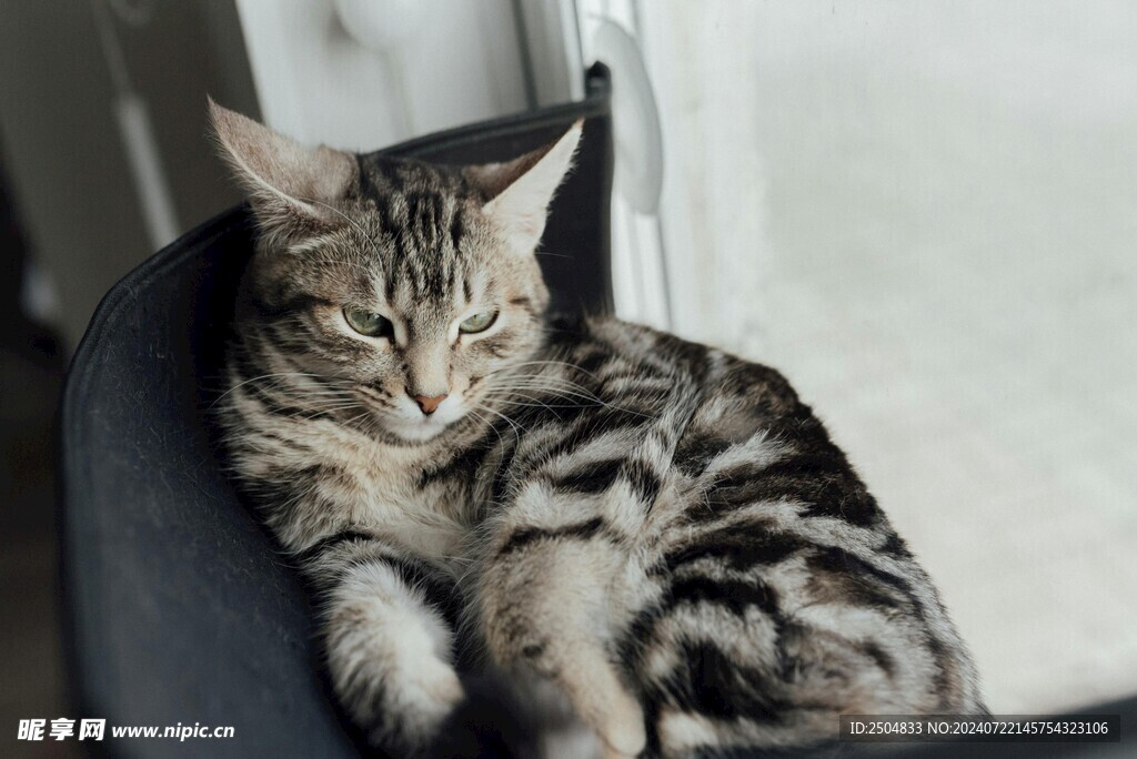 猫