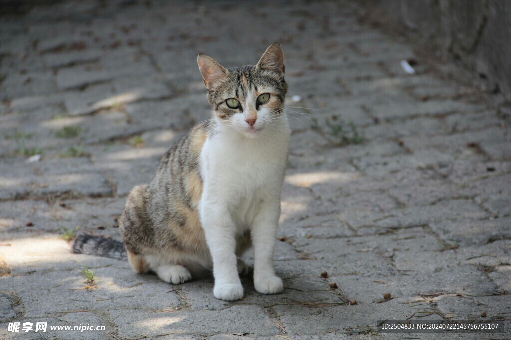 猫