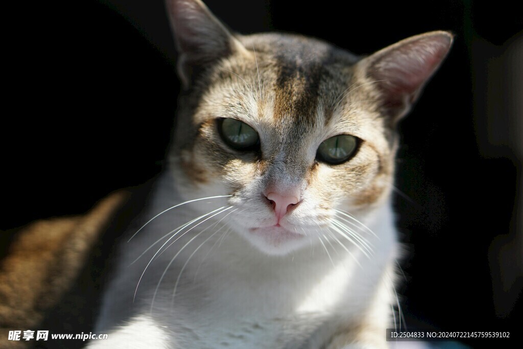 猫