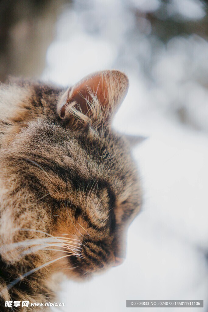 猫