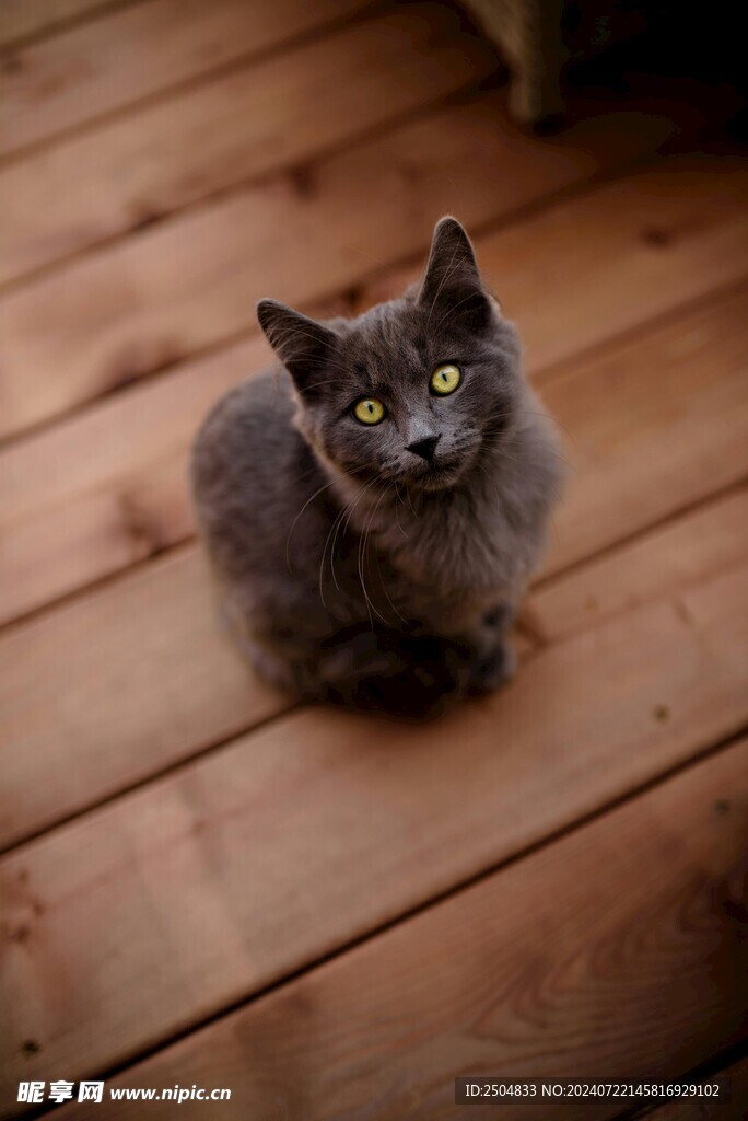 猫