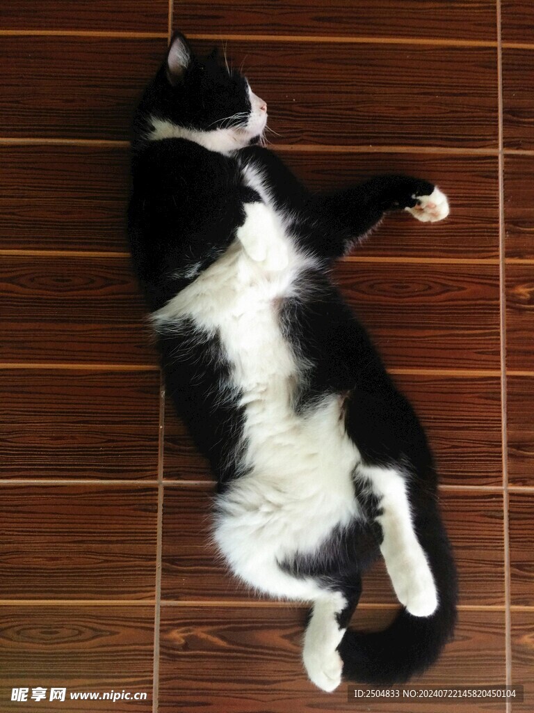 猫