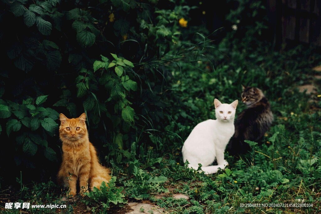 猫