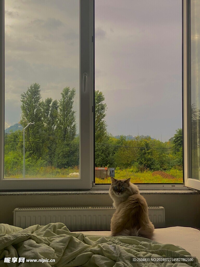 猫