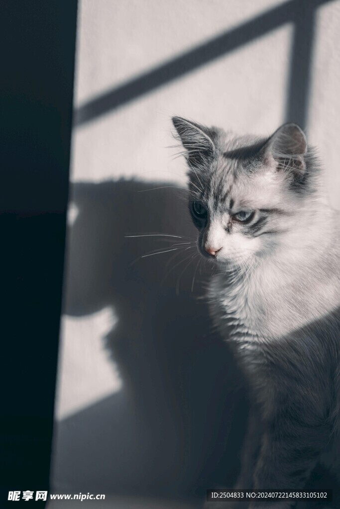 猫