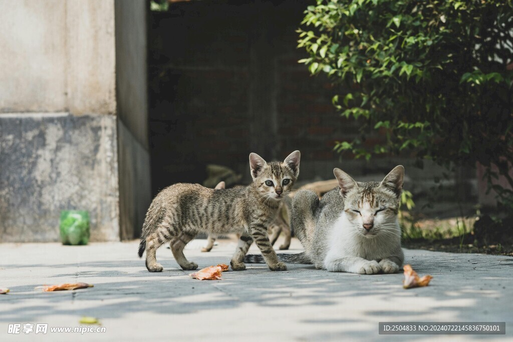 猫