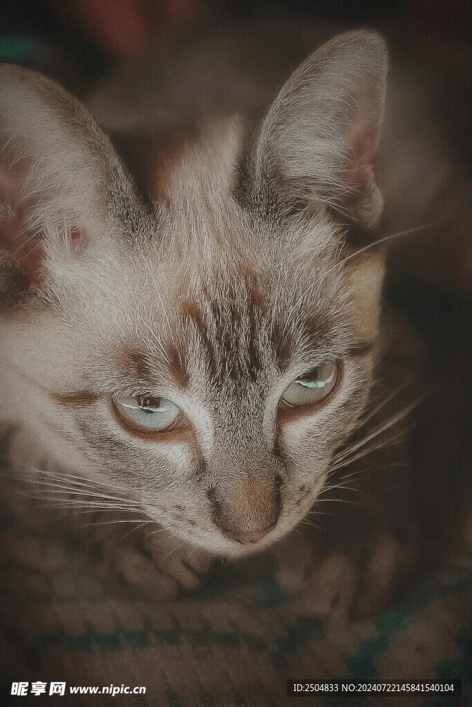 猫