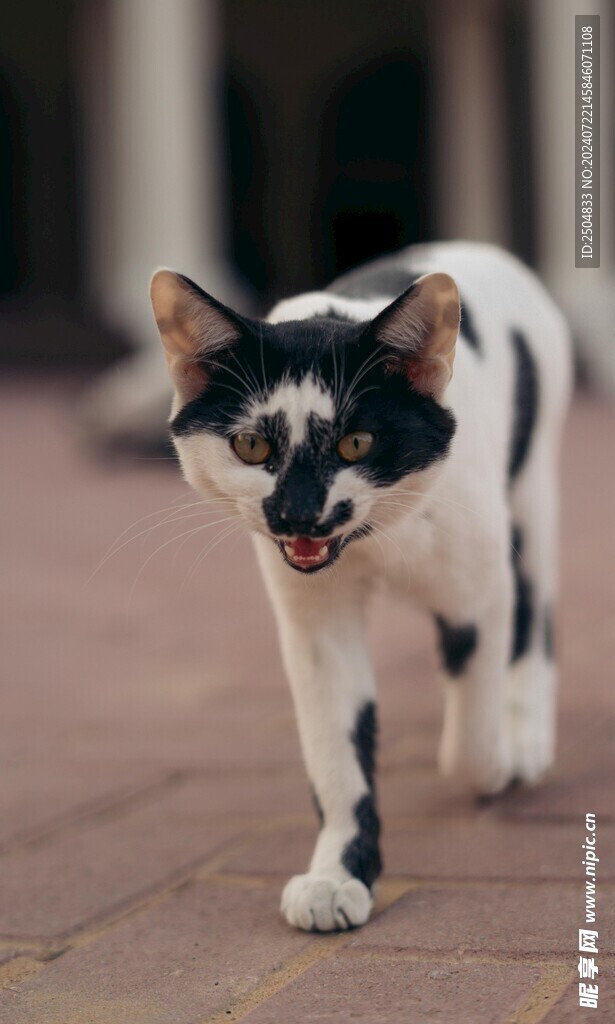 猫
