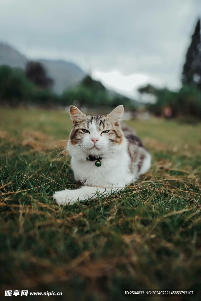 猫