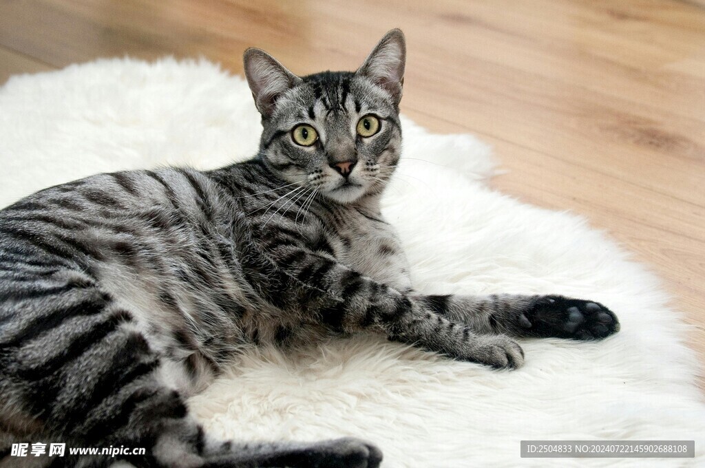猫