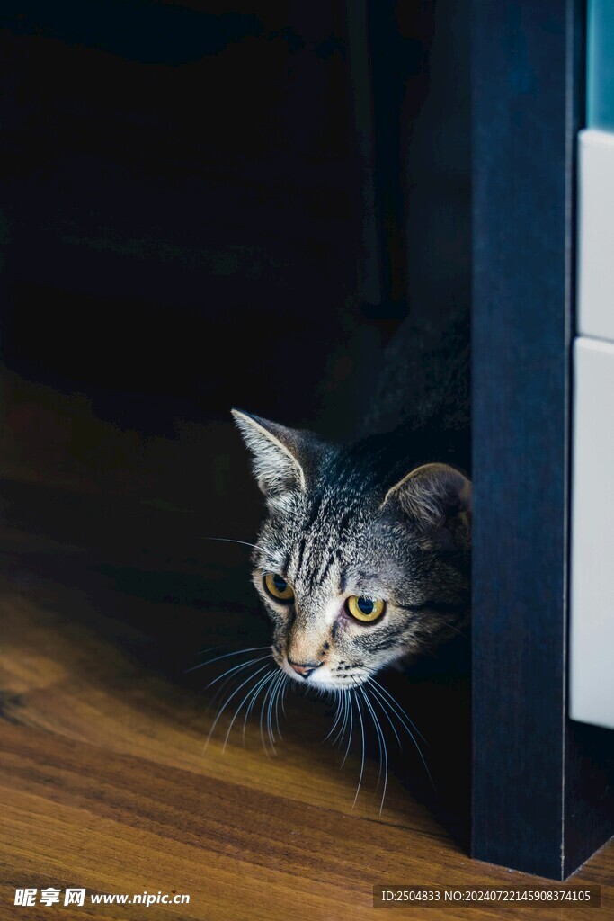 猫