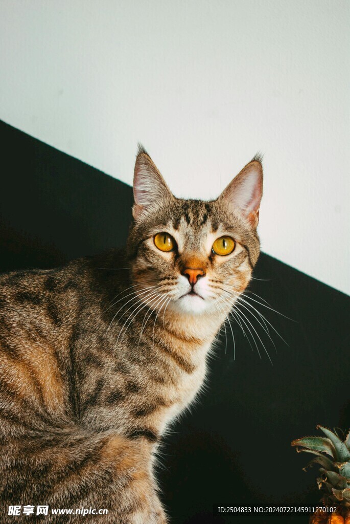 猫