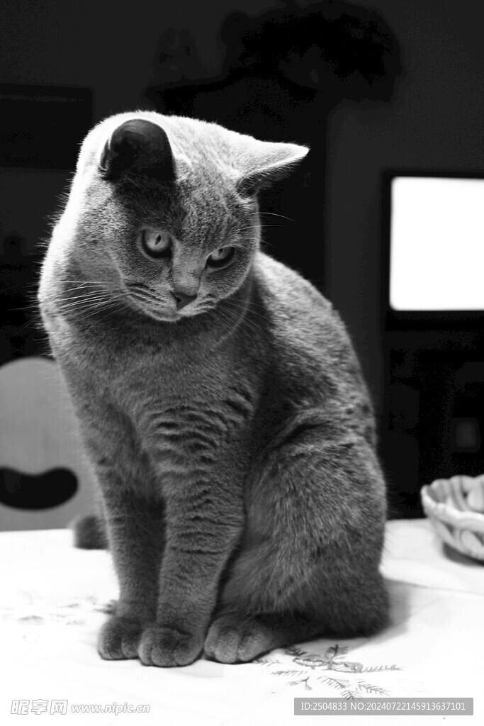 猫