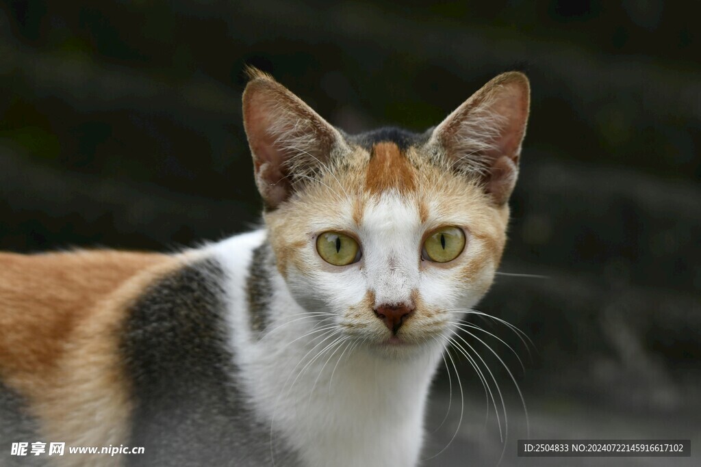 猫
