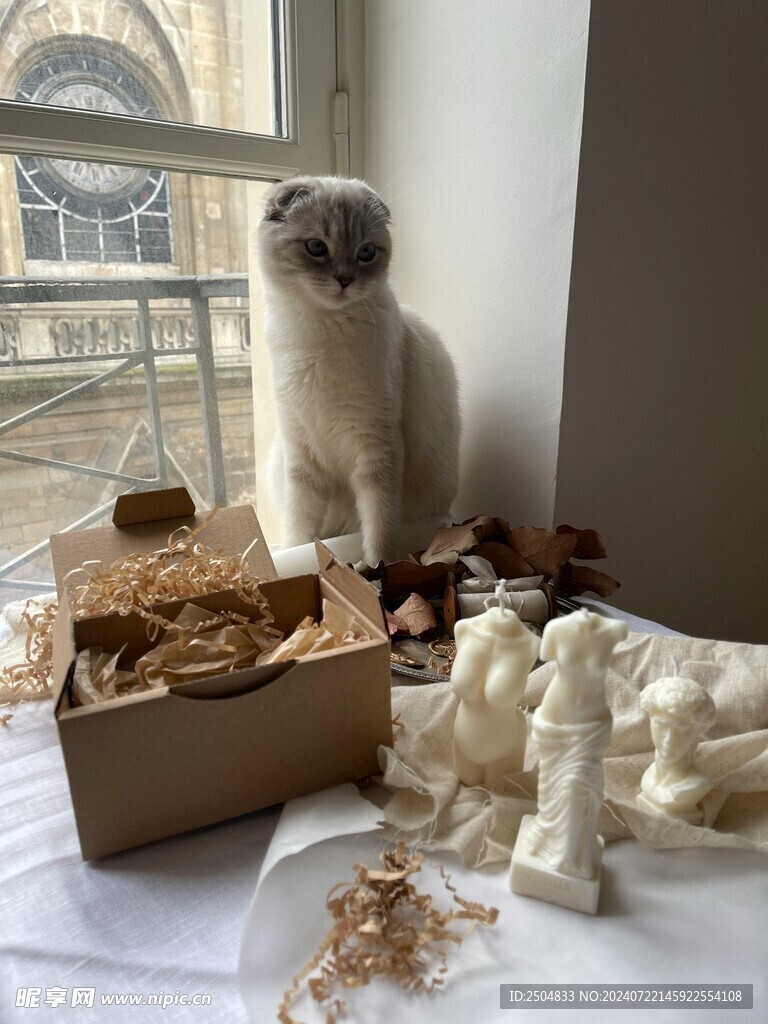 猫