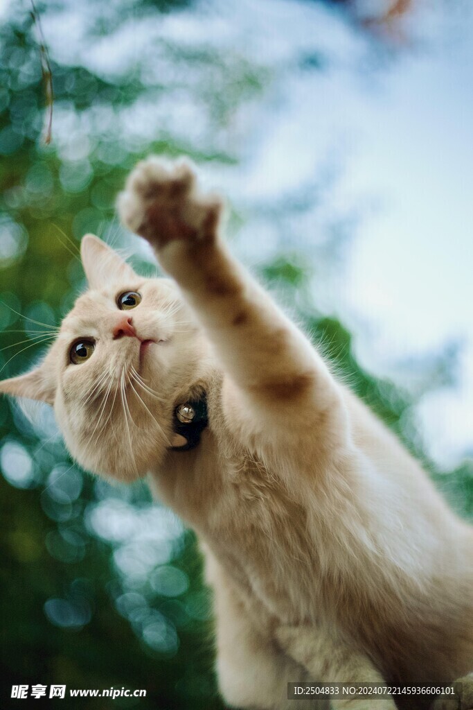 猫