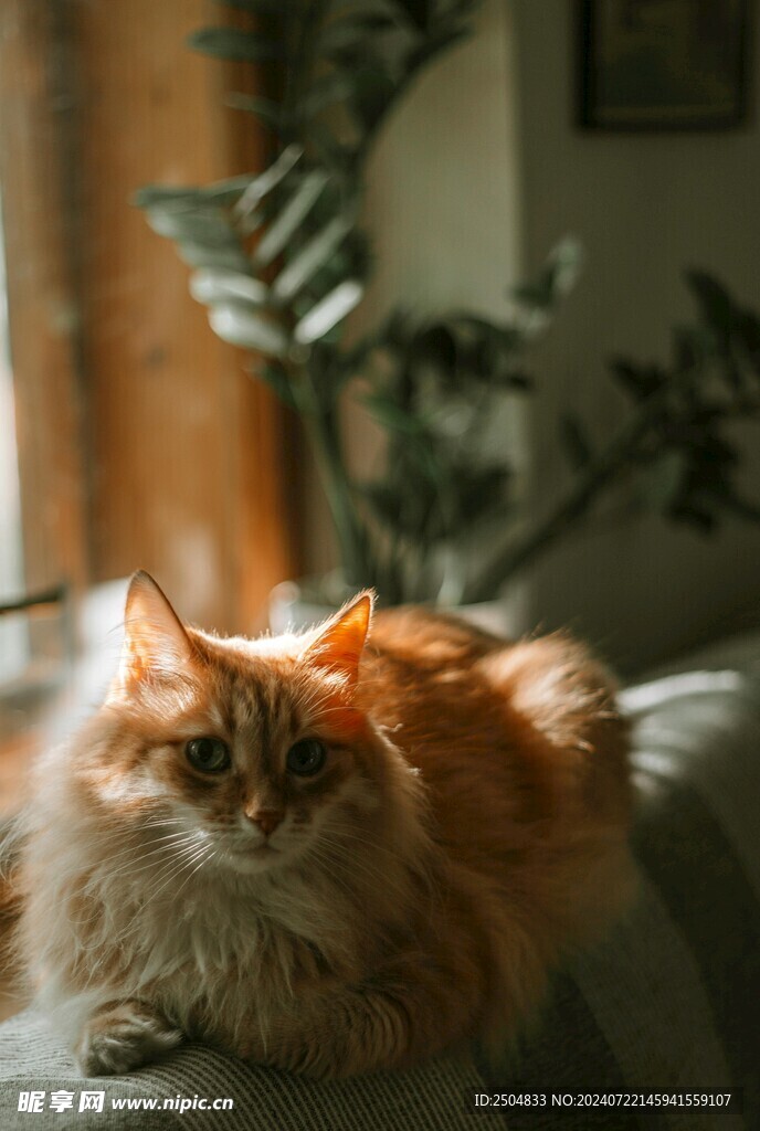 猫