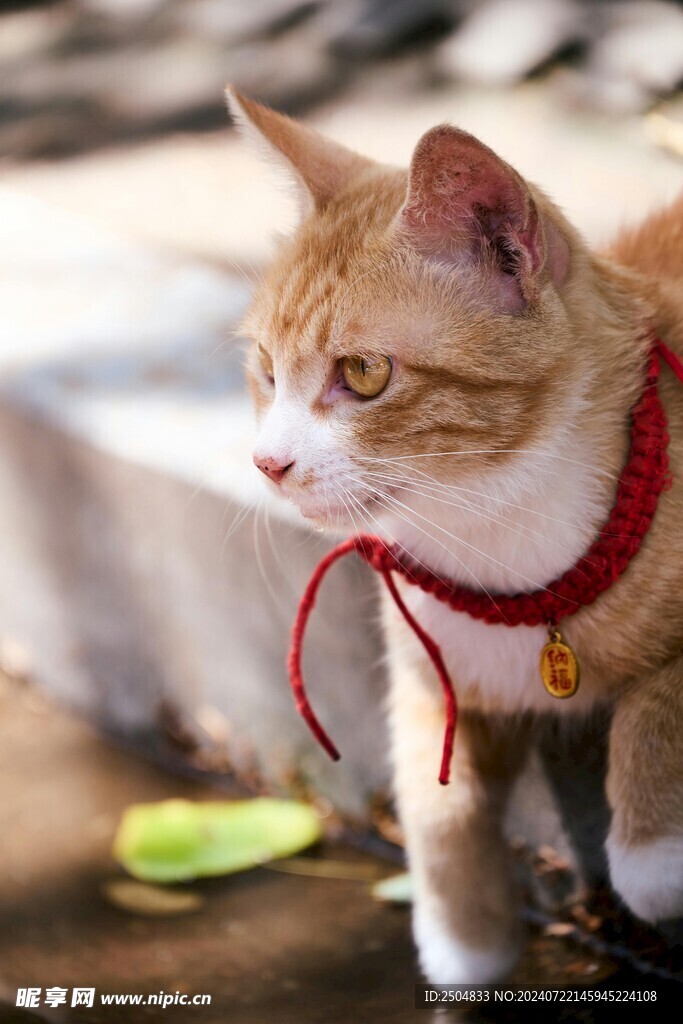 猫