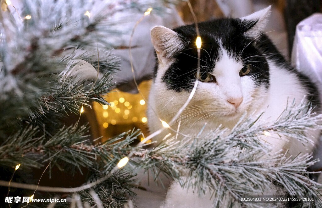 猫