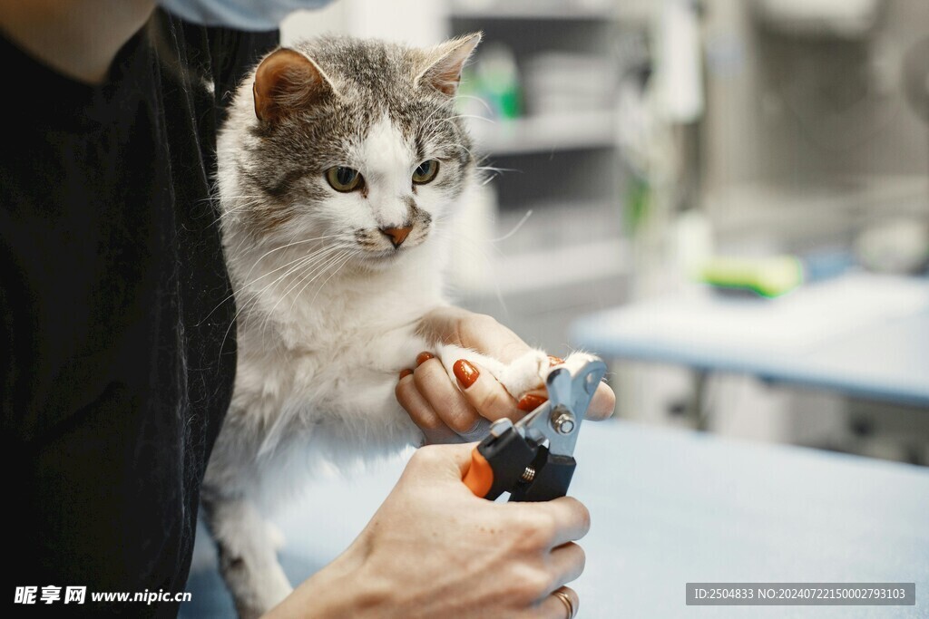 猫