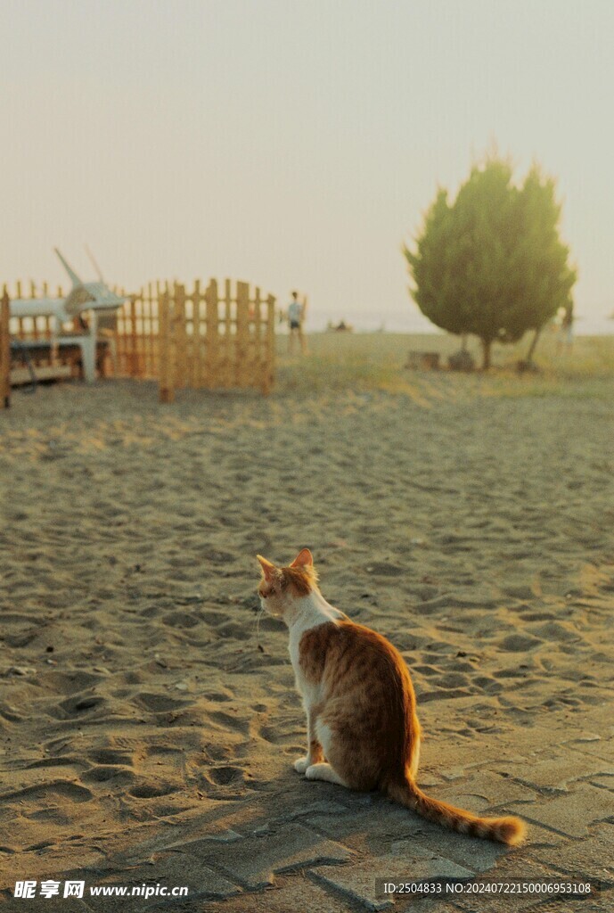 猫