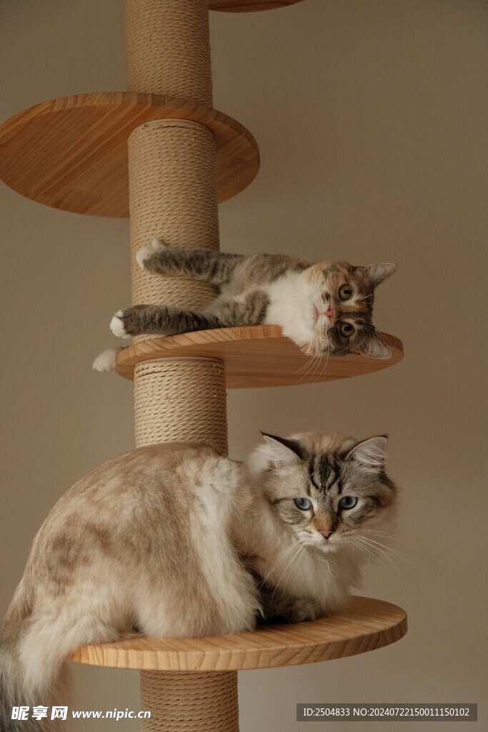 猫