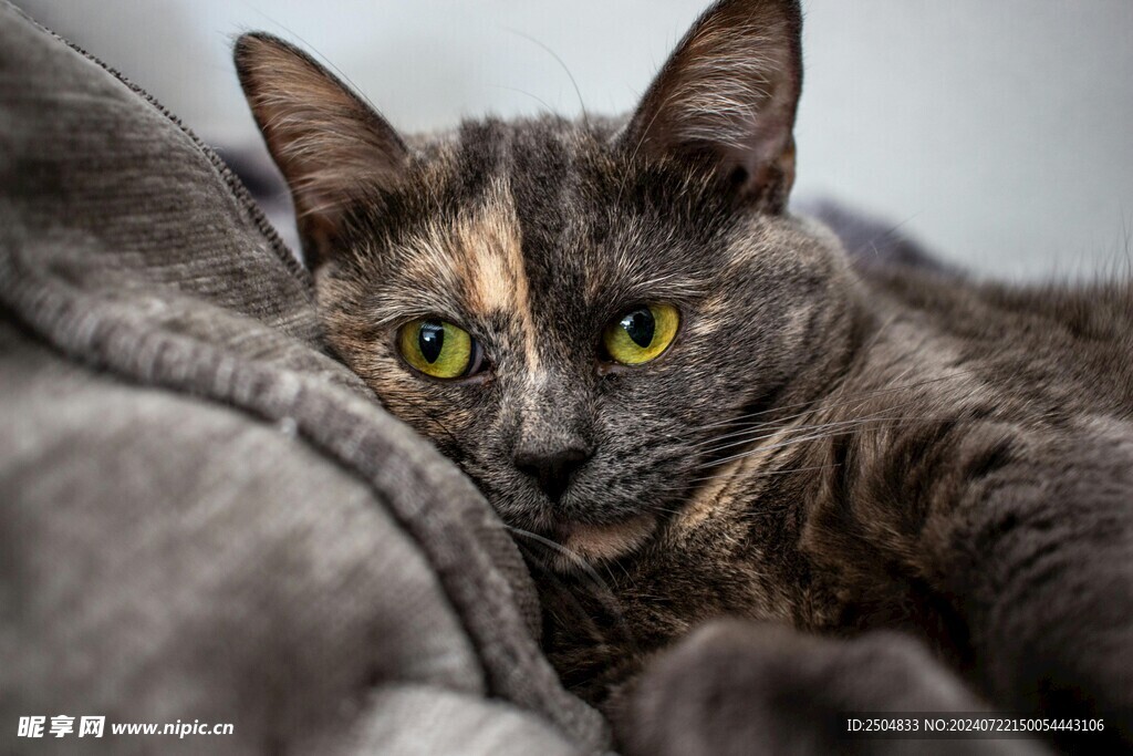 猫