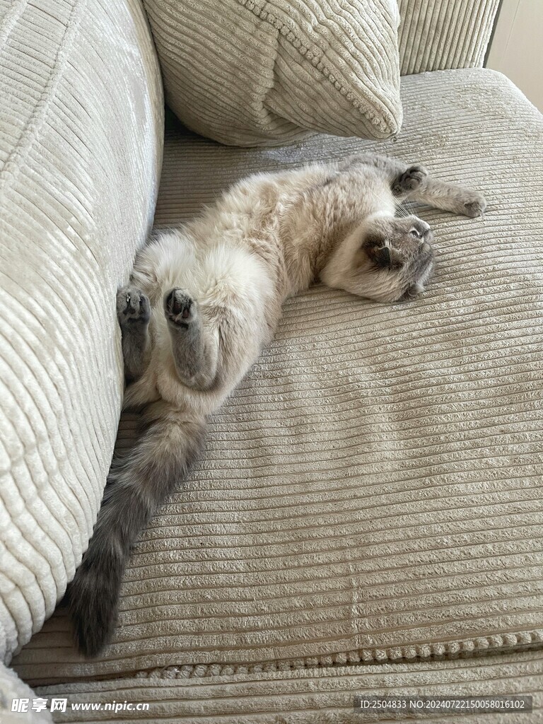猫