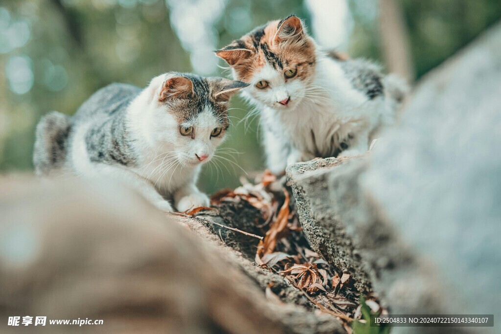 猫