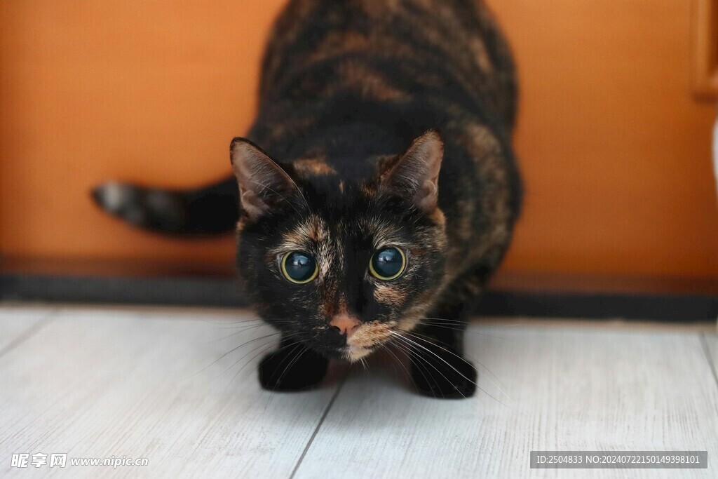 猫