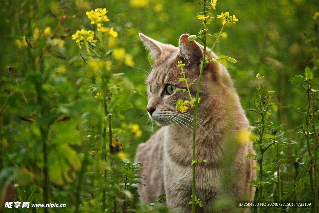 猫