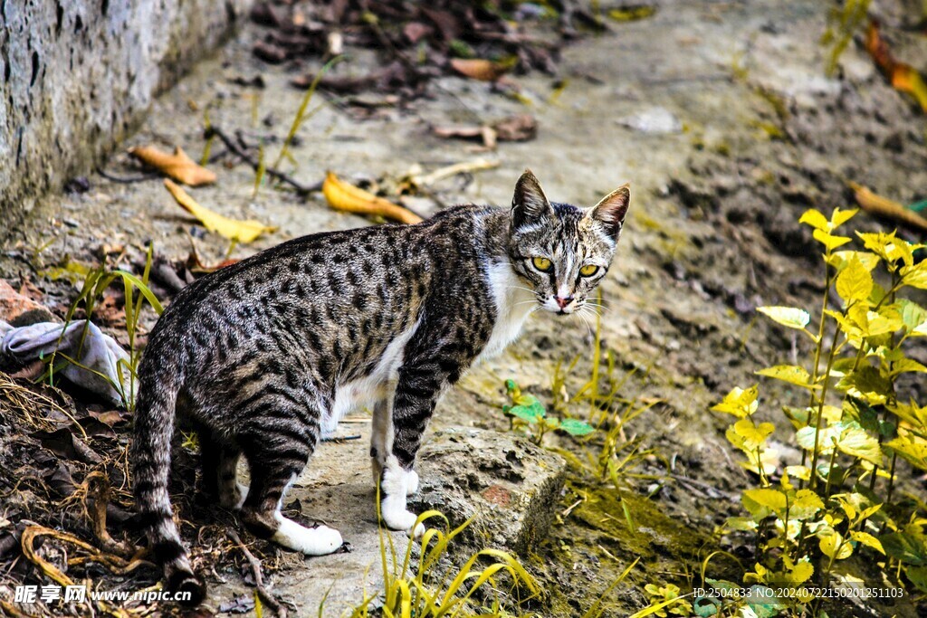 猫