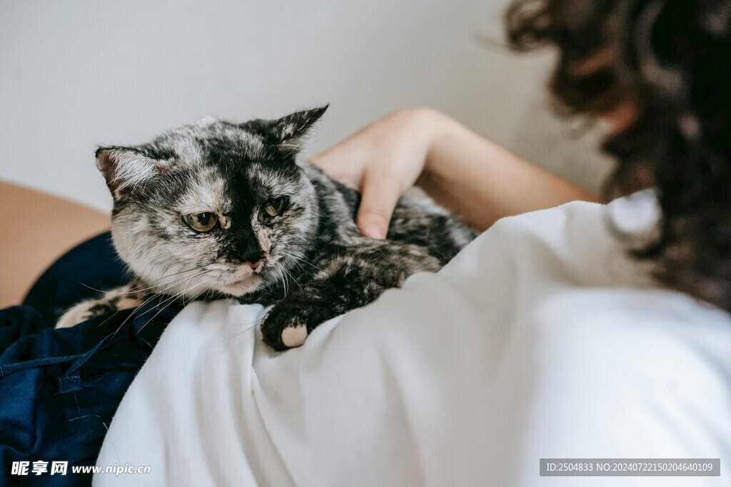 猫