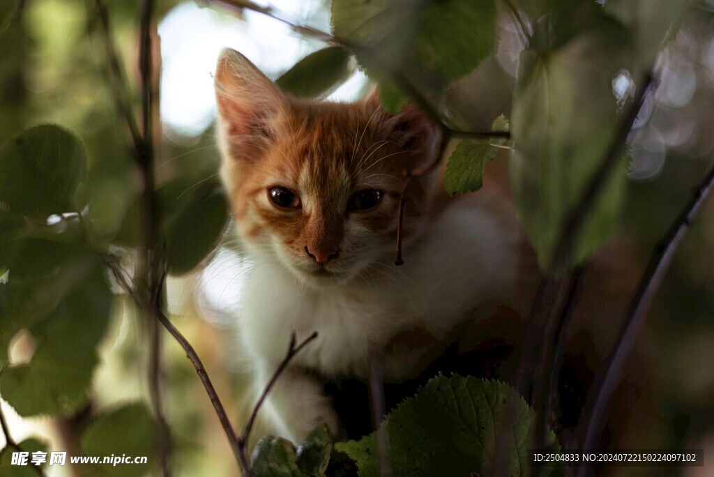 猫