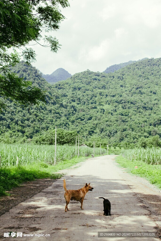 猫