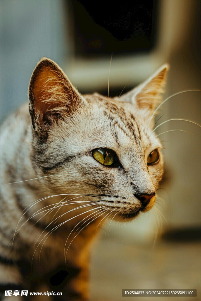 猫