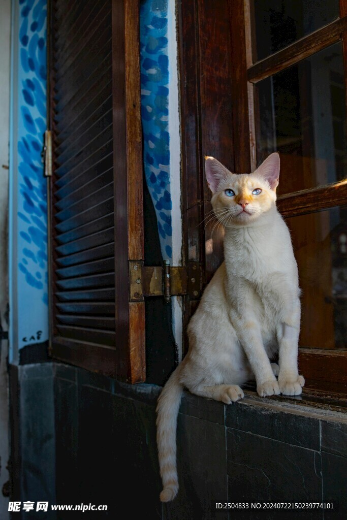 猫