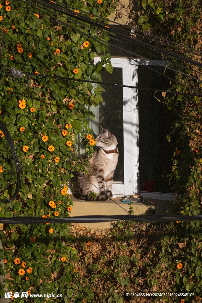 猫