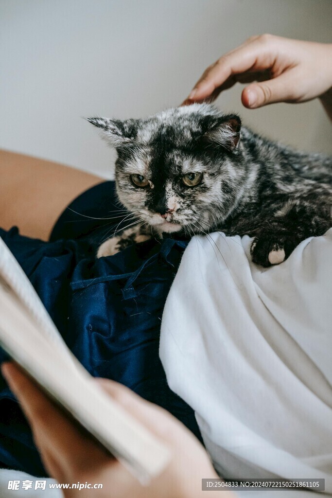 猫