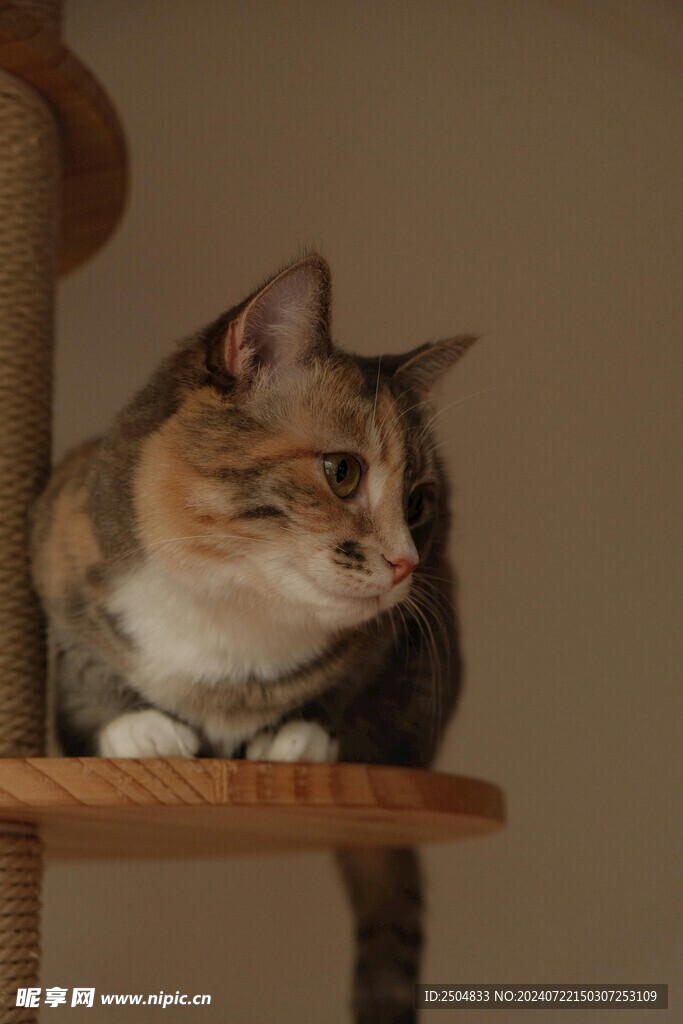 猫