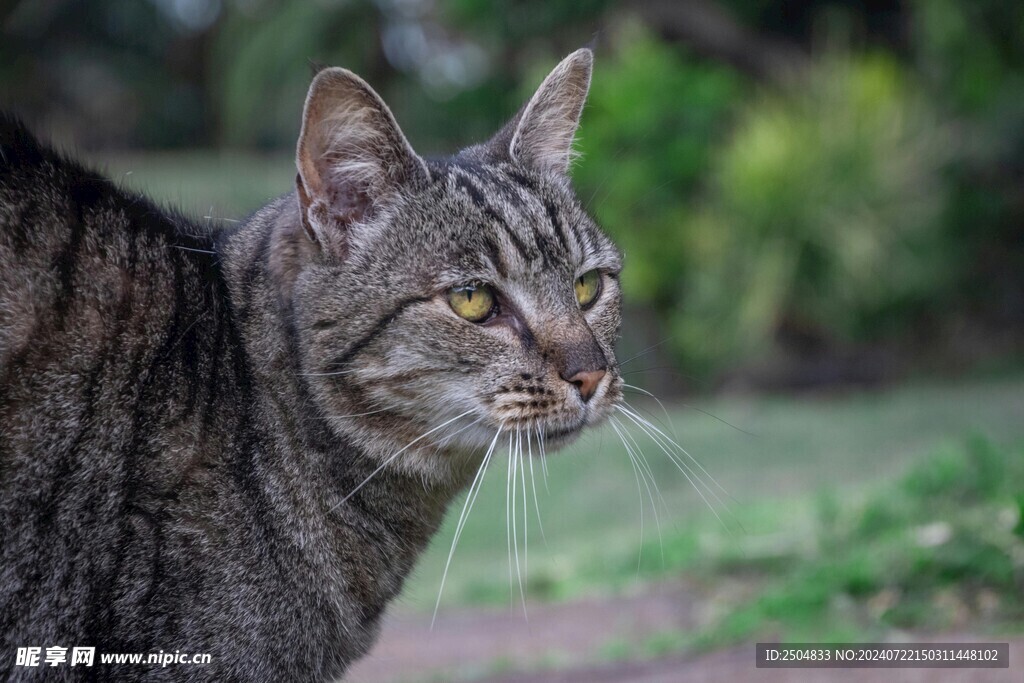 猫