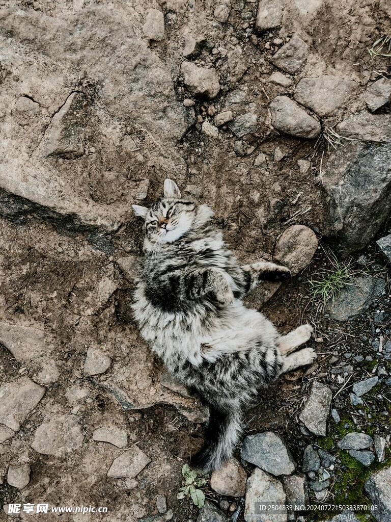 猫