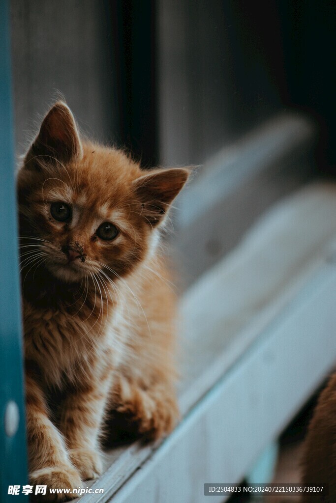 猫