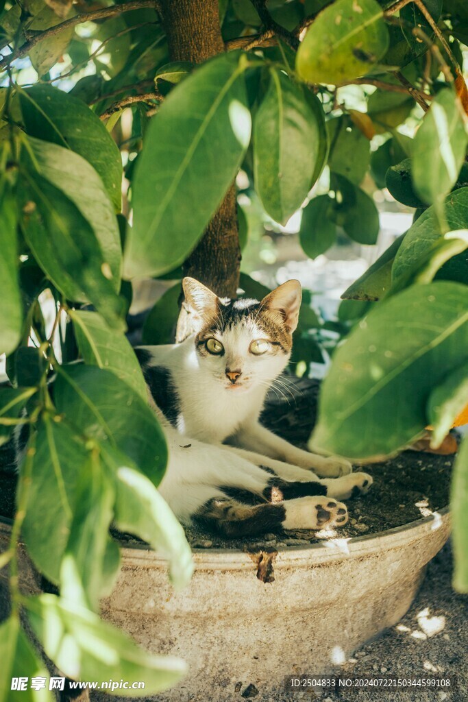 猫