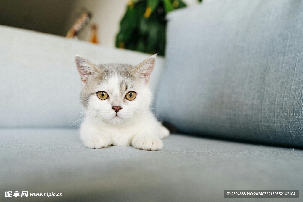 猫