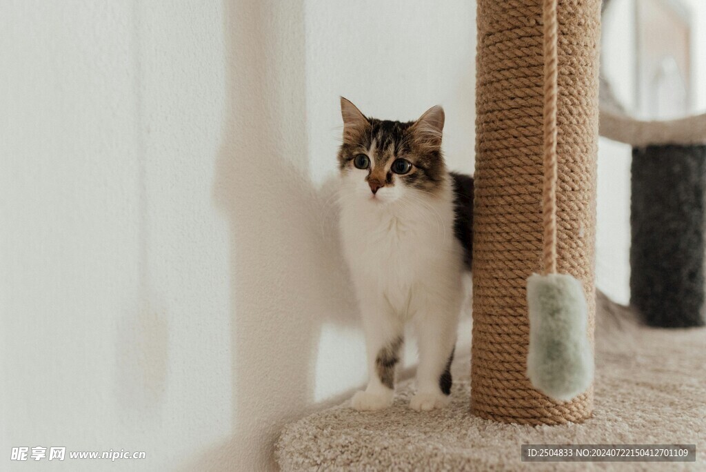 猫