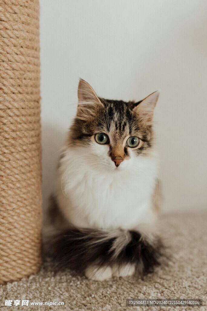 猫