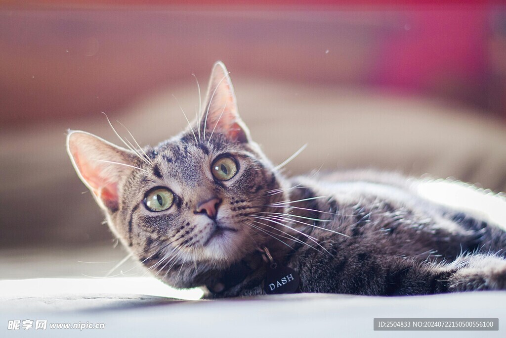 猫