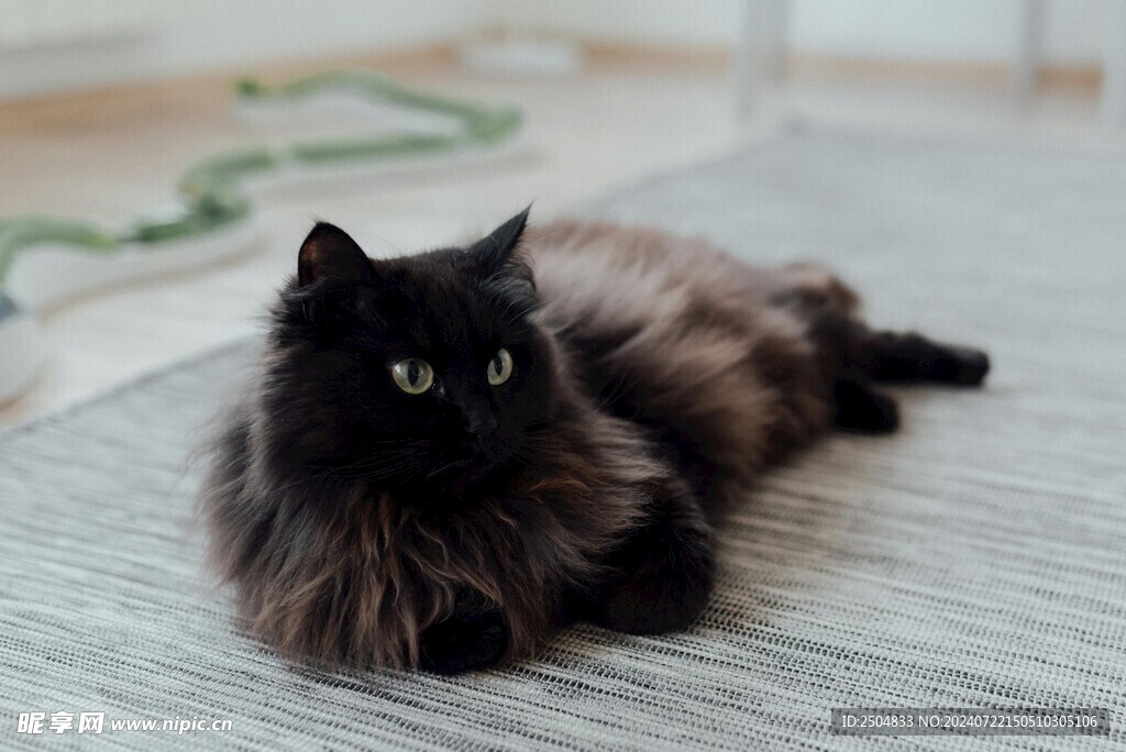 猫