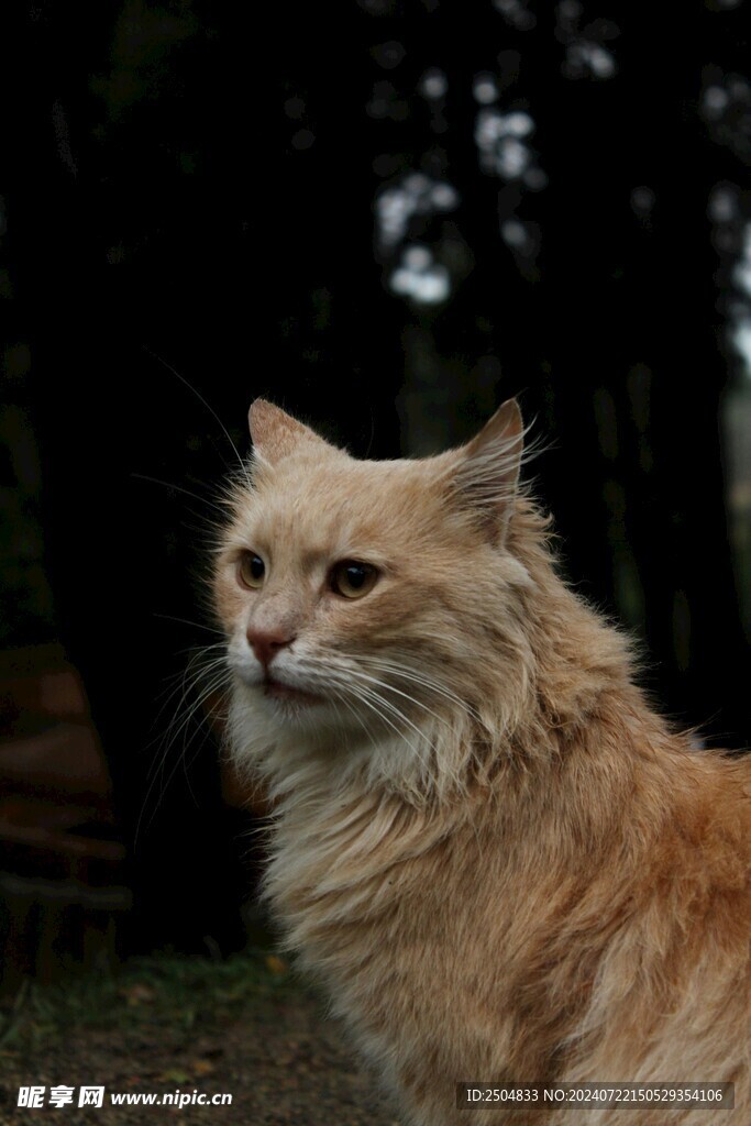 猫
